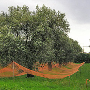 Harvesting nets